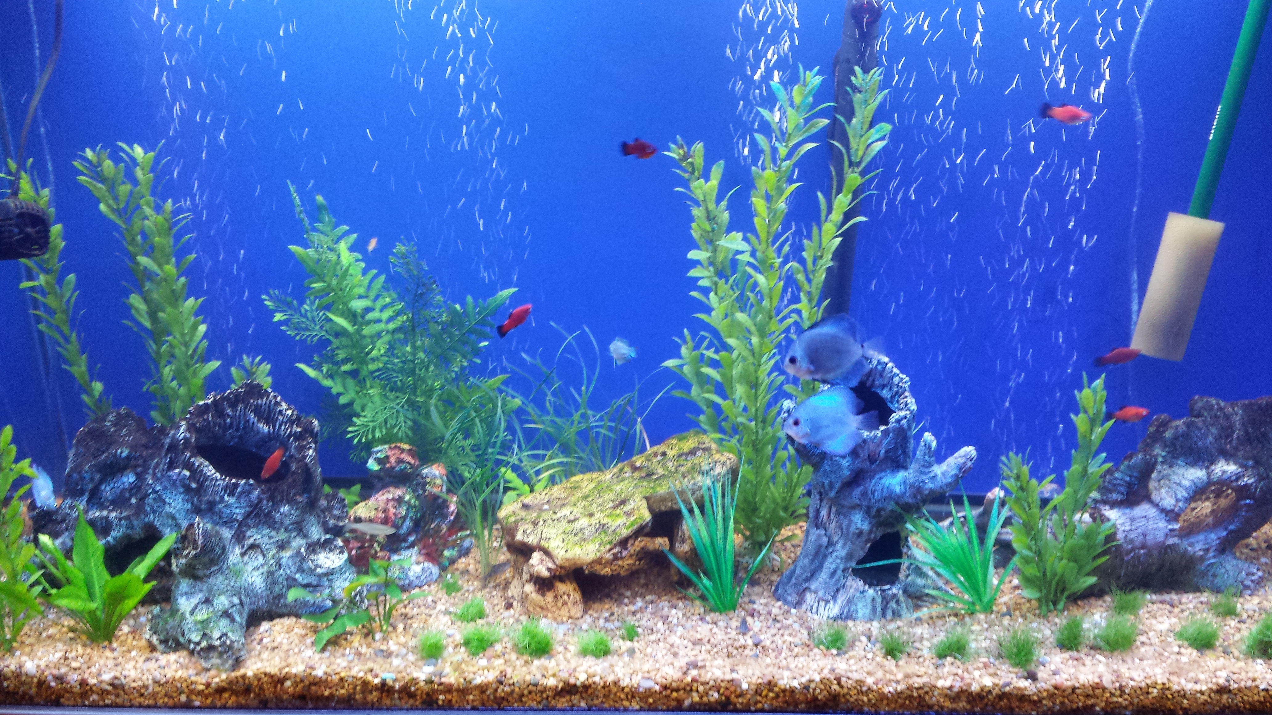 49-fish-tank-wallpaper-on-wallpapersafari