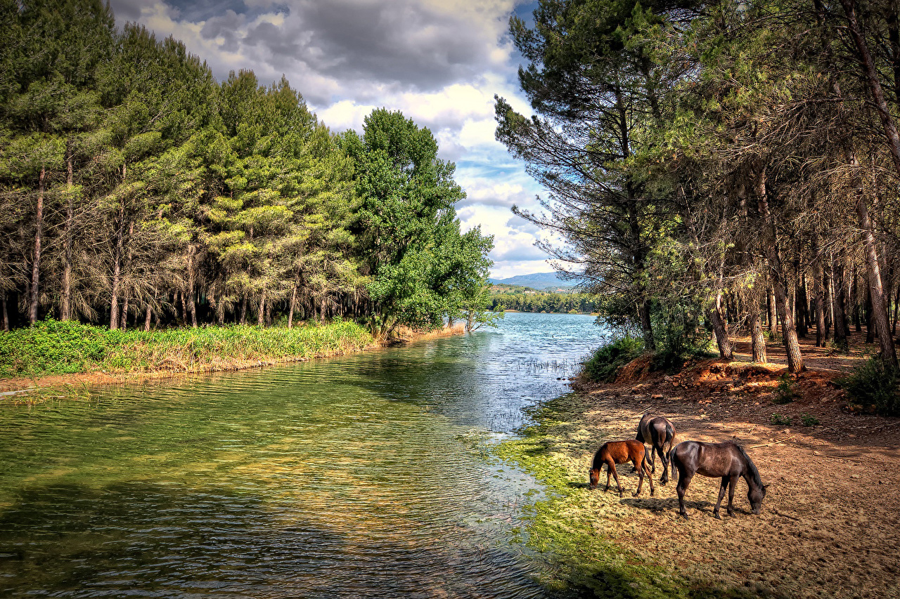 Wallpaper Horses Forests Rivers Animals