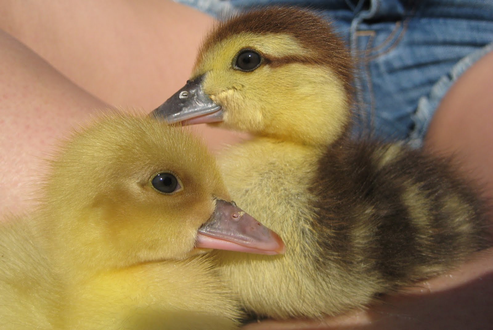 Cute Baby Ducklings HD Wallpaper In Animals Imageci