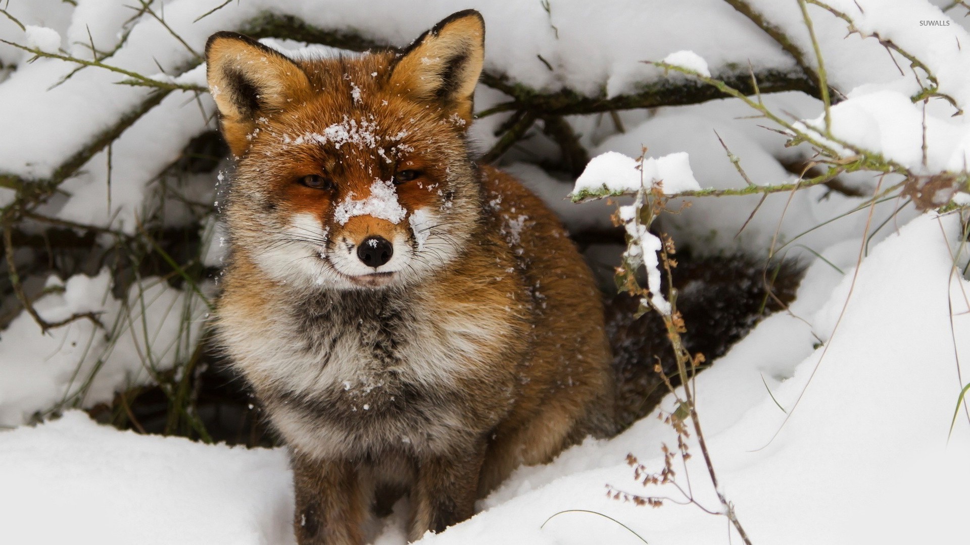 Fox in the snow wallpaper   Animal wallpapers   25656 1920x1080