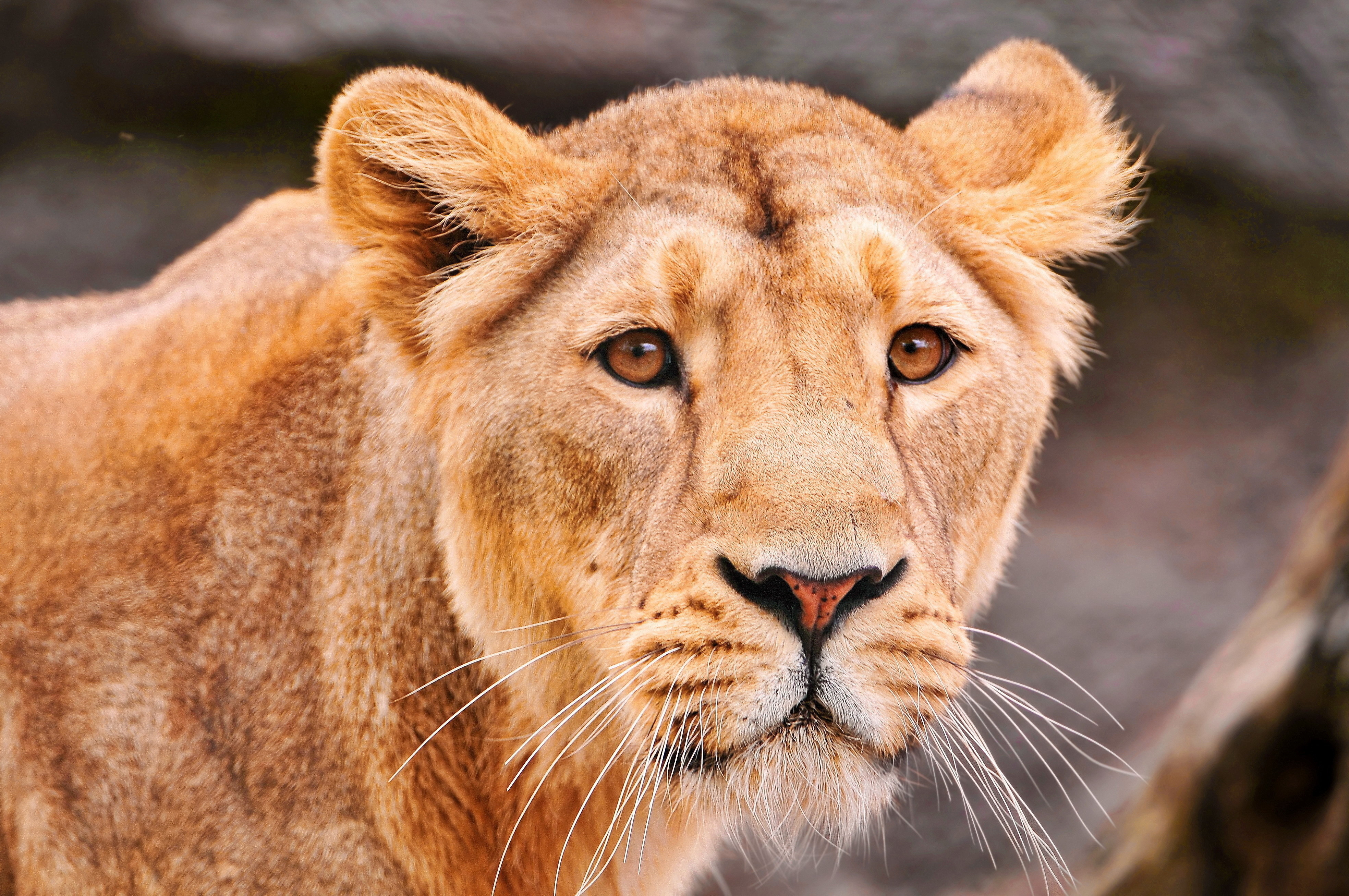 Close-up portrait of a majestic female lion