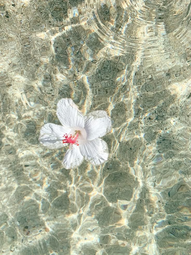Hibiscus Obsessed Wallpaper