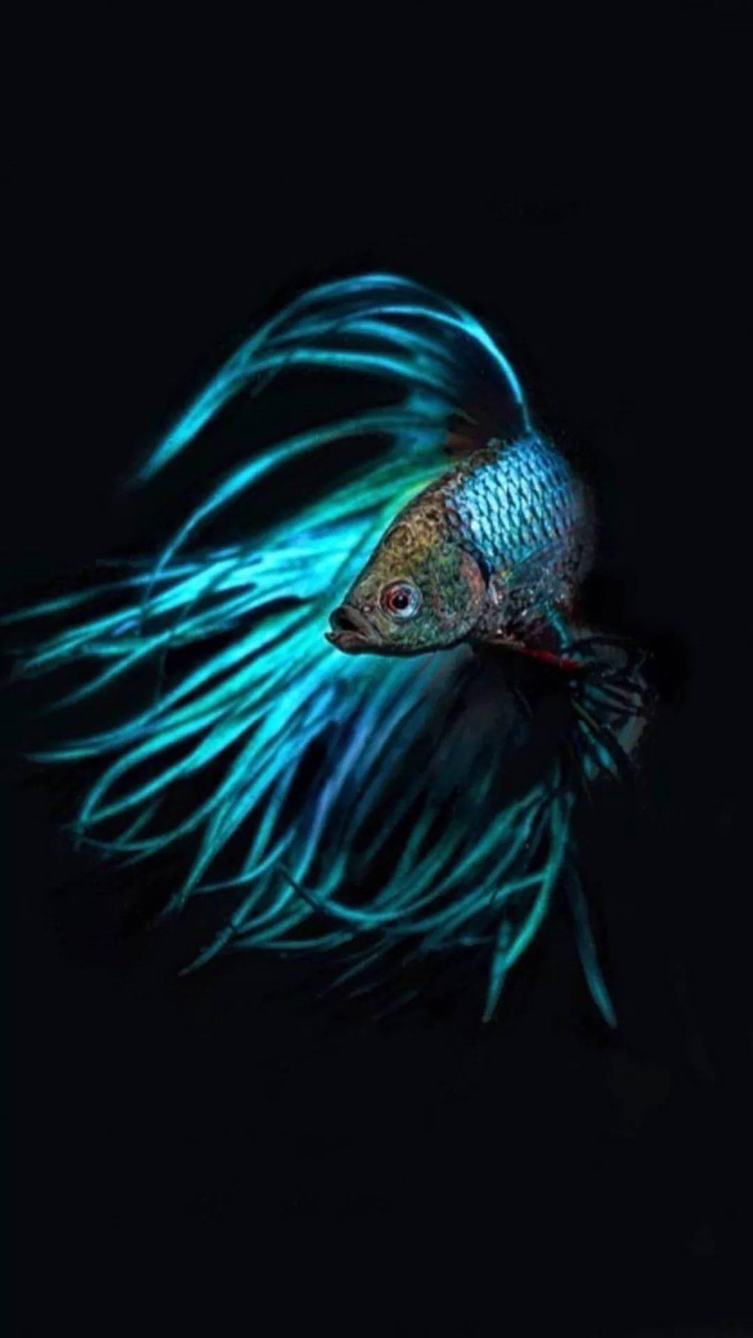 Fish iPhone Wallpaper