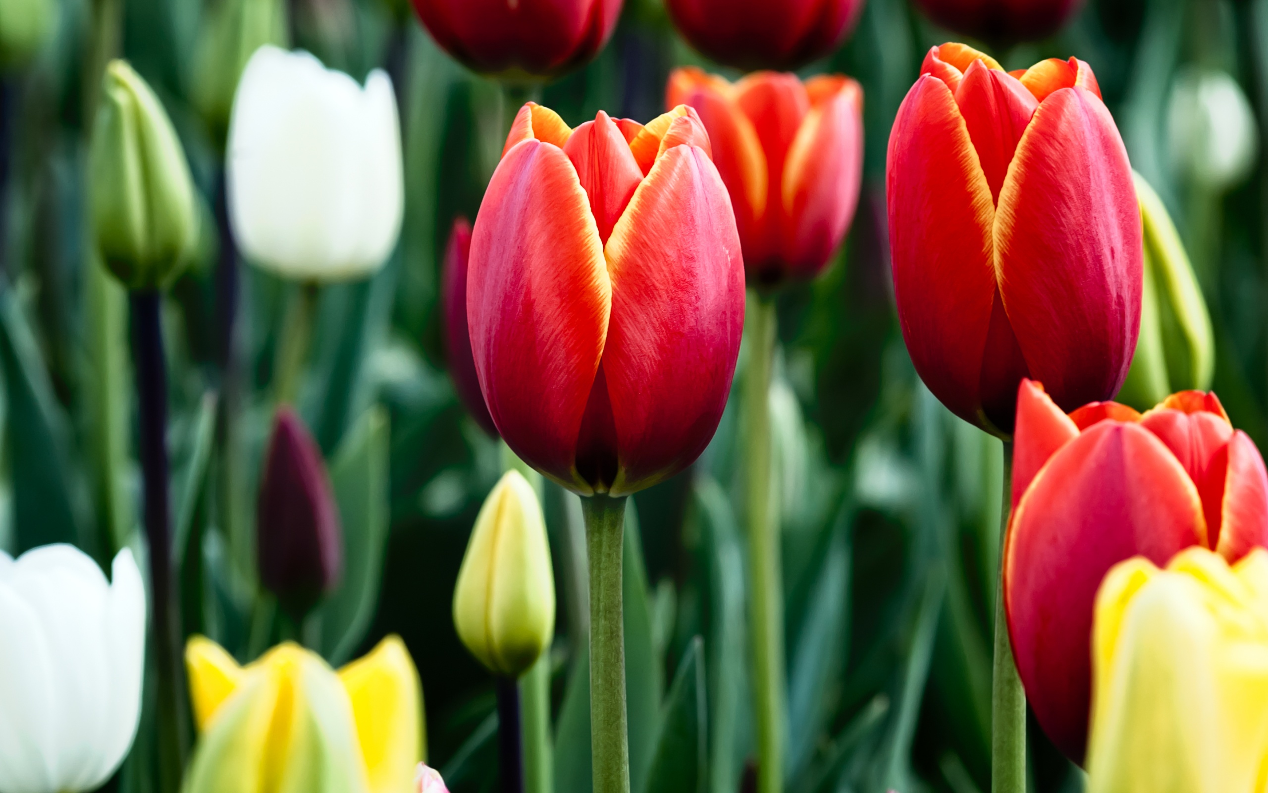 Bloomed Fields Of Tulips Desktop Wallpaper