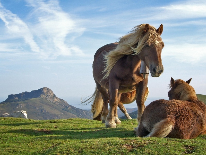 Wild Horses HD Wallpaper