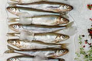 Fresh Smelt Featuring Animal Background And Catch Wallpaper