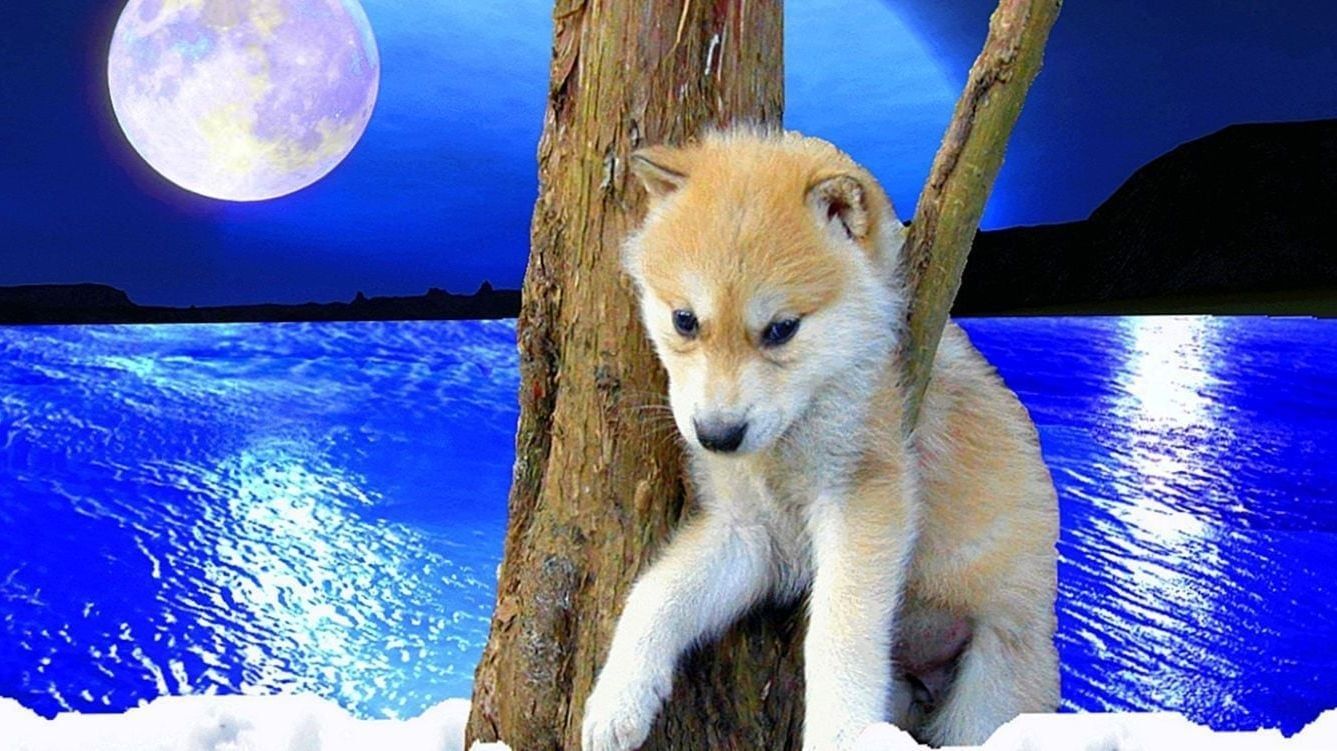 Baby Wolf Pictures For Wallpaper