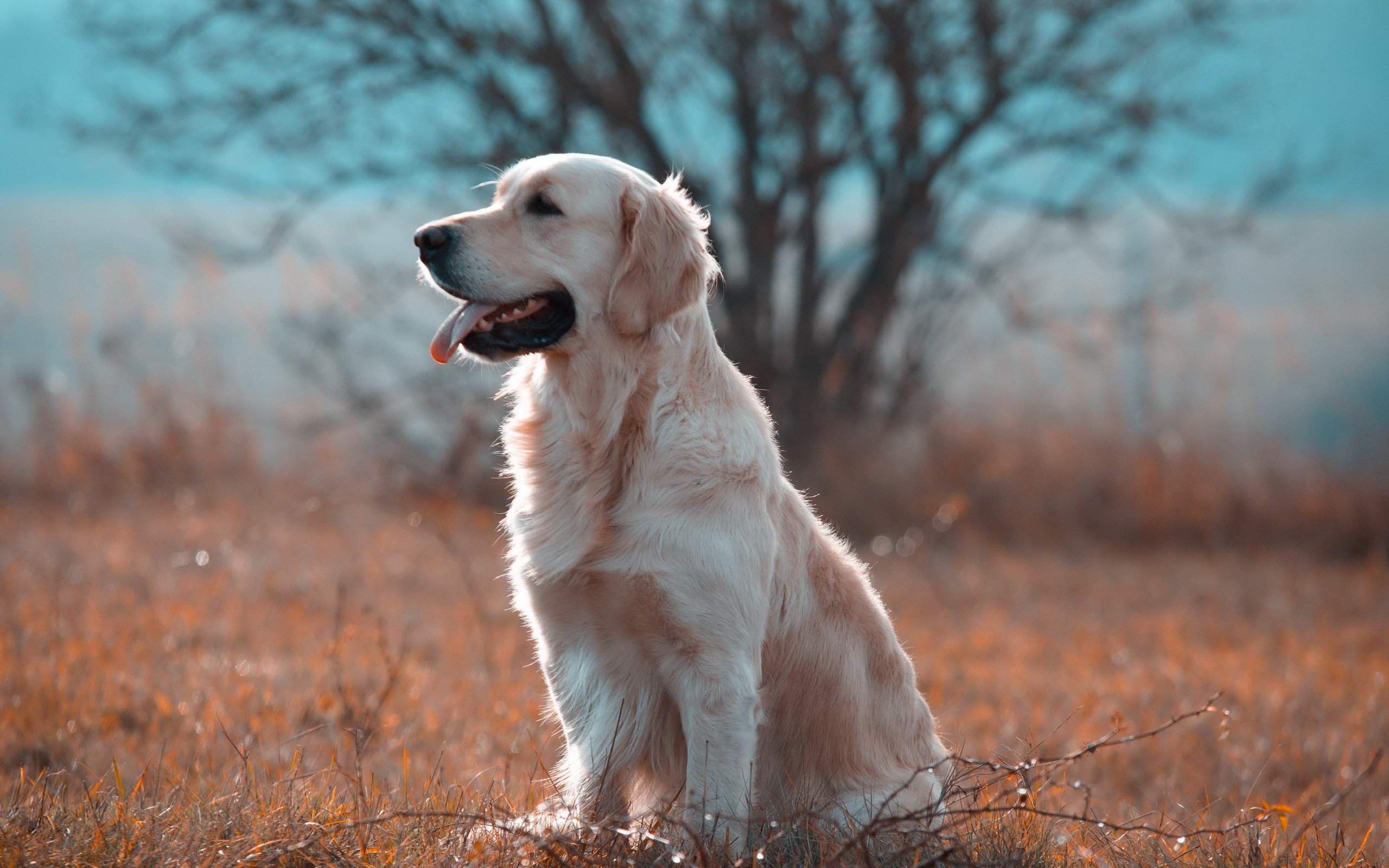 Một bức ảnh đẹp về chó vàng có thể thay đổi hoàn toàn không gian làm việc của bạn. Tạo ra một thế giới mới cho chó của bạn với những tấm ảnh đẹp và tuyệt vời này. Bạn sẽ không bao giờ muốn rời khỏi bàn làm việc của mình nữa.