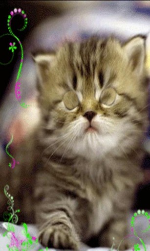 Bigger Cute Kitten Live Wallpaper For Android Screenshot