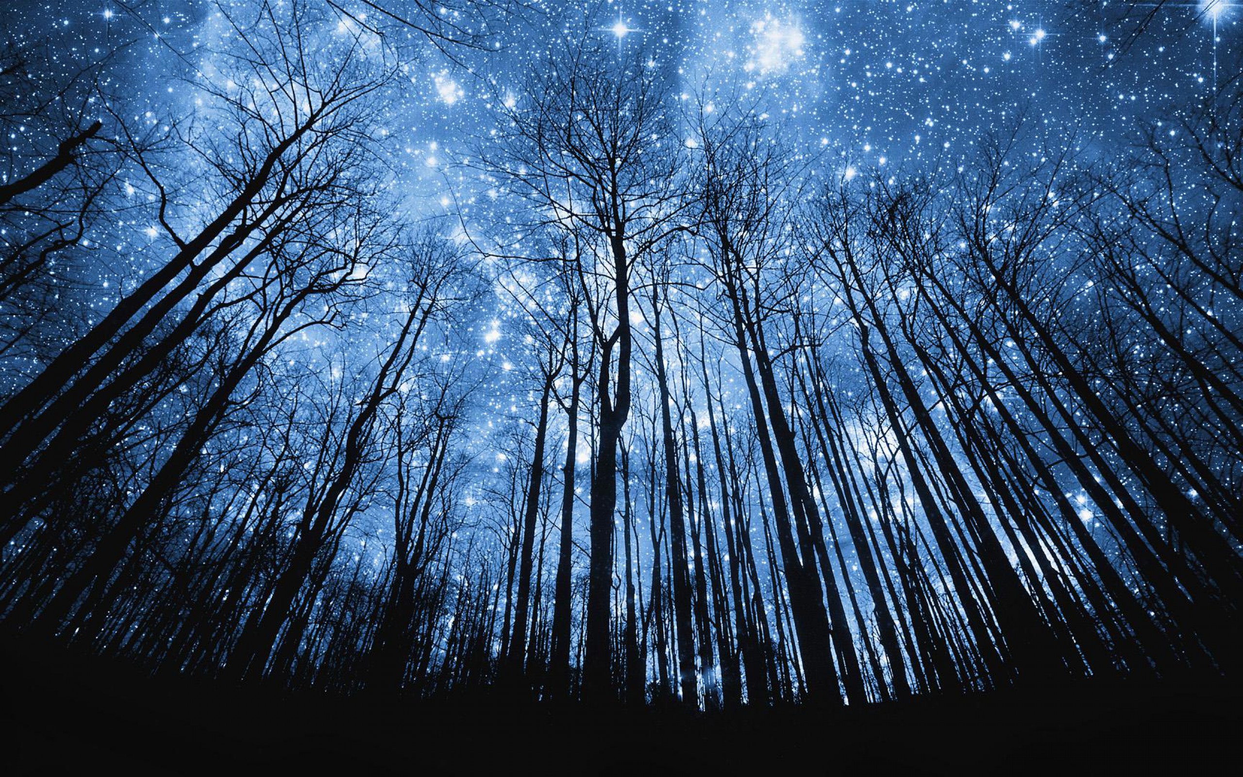 Starry Night Over The Forest Wallpaper