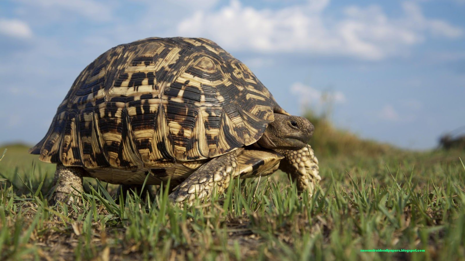 Nice And Amazing Tortoise Wallpaper HD For Android