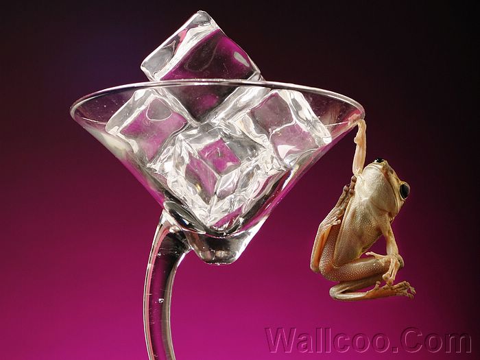 Funny Macro Animal Photography A Frog Holding On To Glass Of Ice
