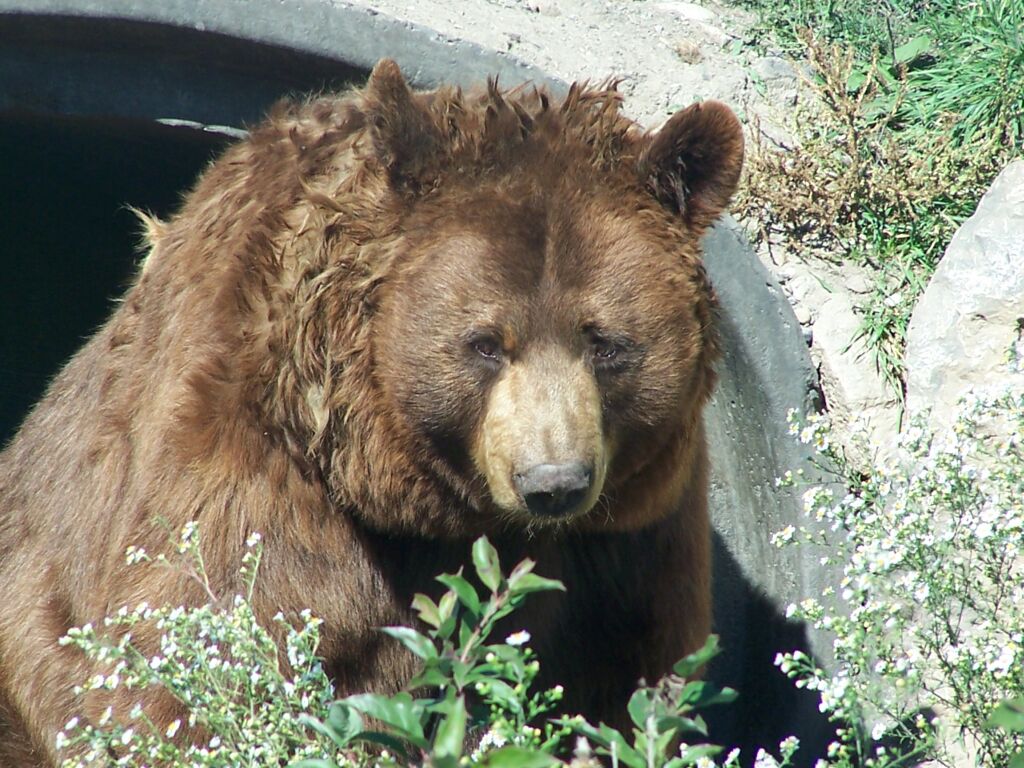 Grizzly Bear HD Wallpaper 1080p For Android Phone