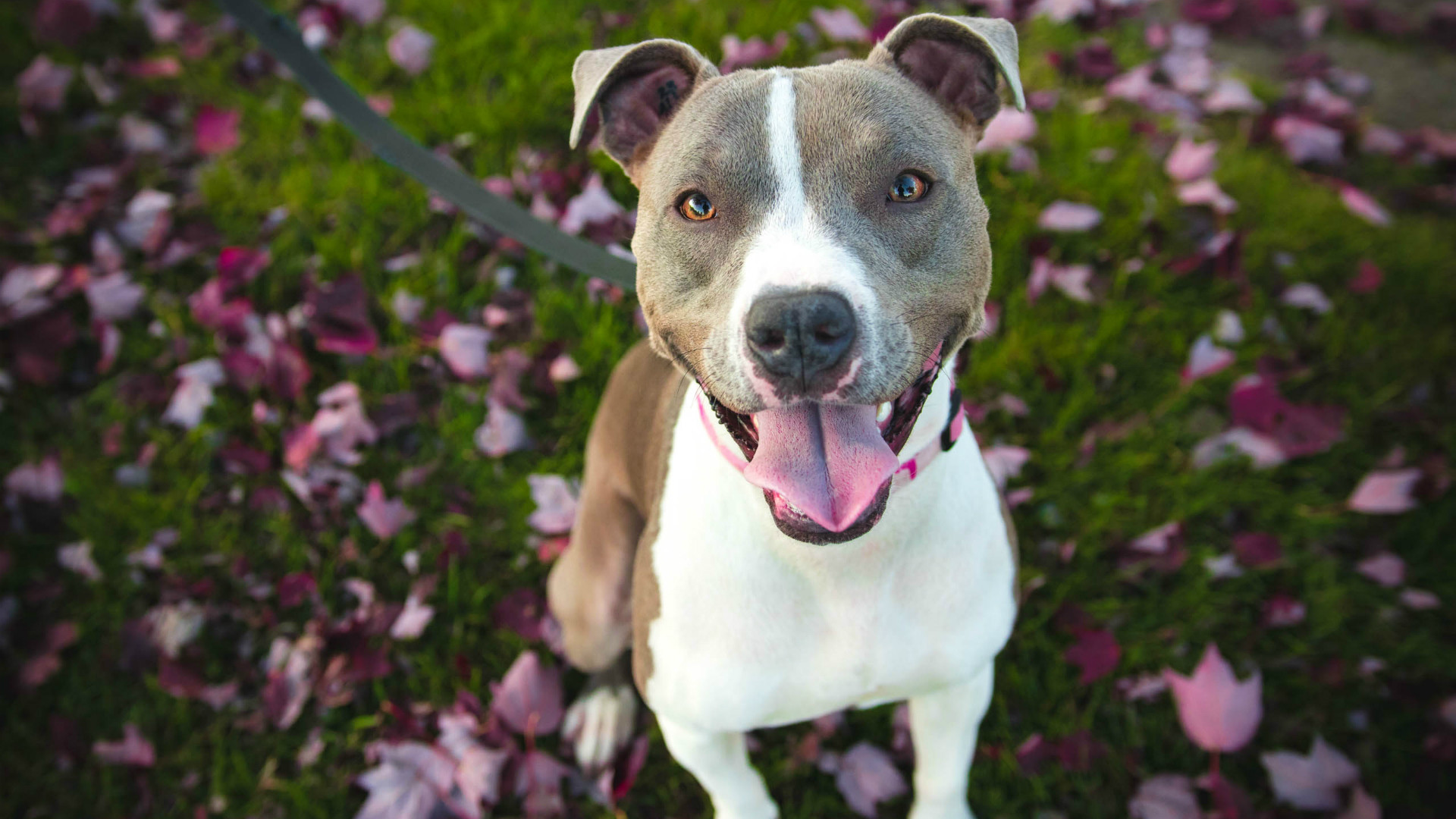 Pitbull Dogs Wallpaper