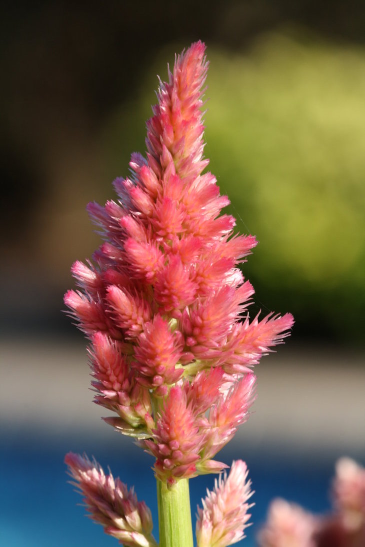 Fuzzy Pink Flower By Williamdaros