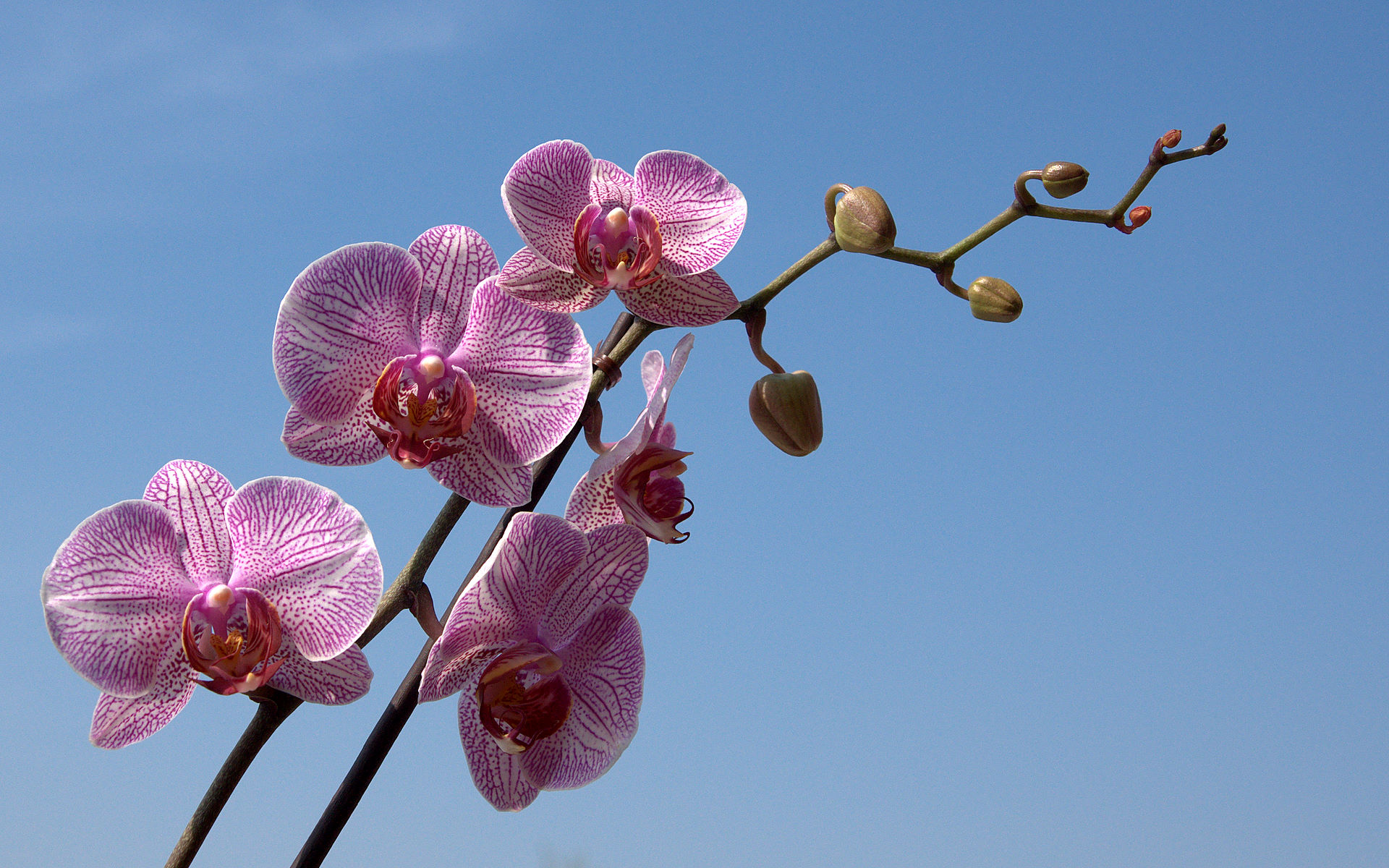 Orchid Flower Orchids Photo Wallpaper For Your Desktop White