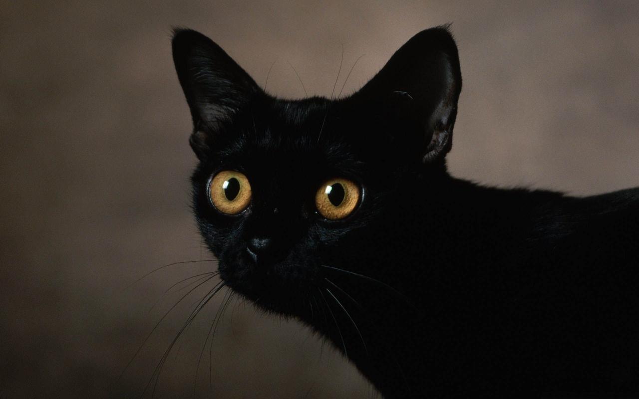 animal black cat backgrounds wallpapersjpg