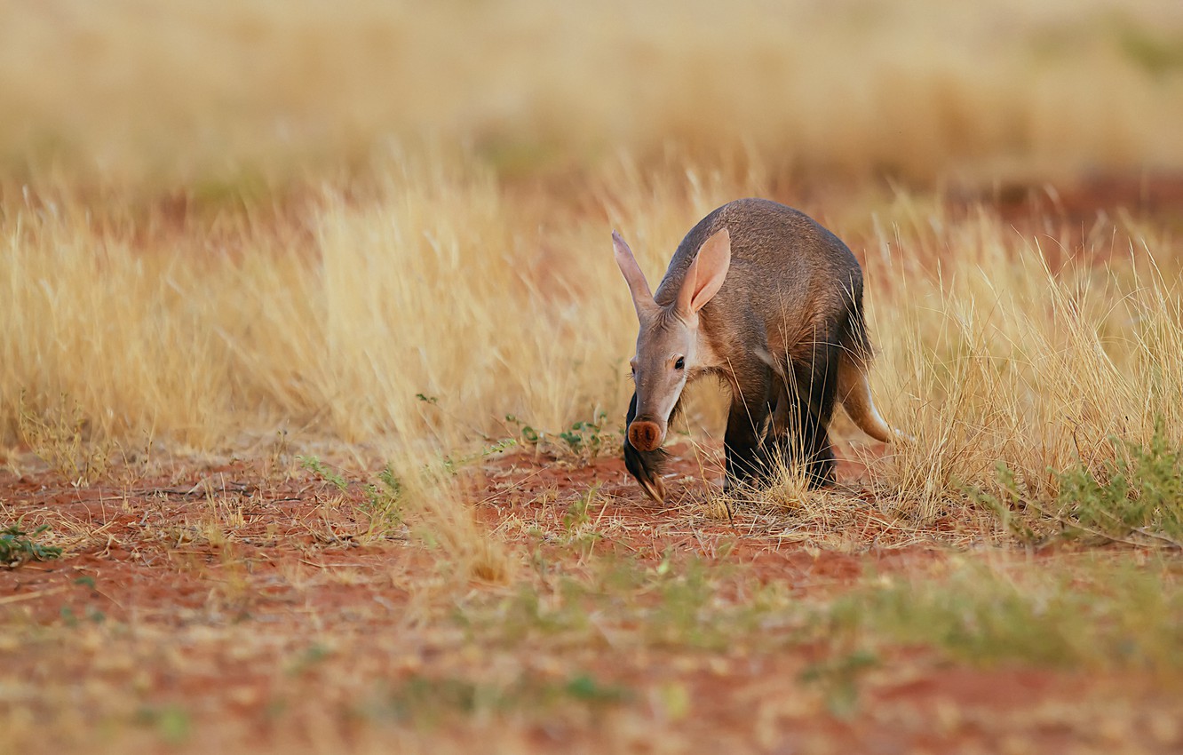 Wallpaper Desert Morning South Africa Mammal The Aardvark