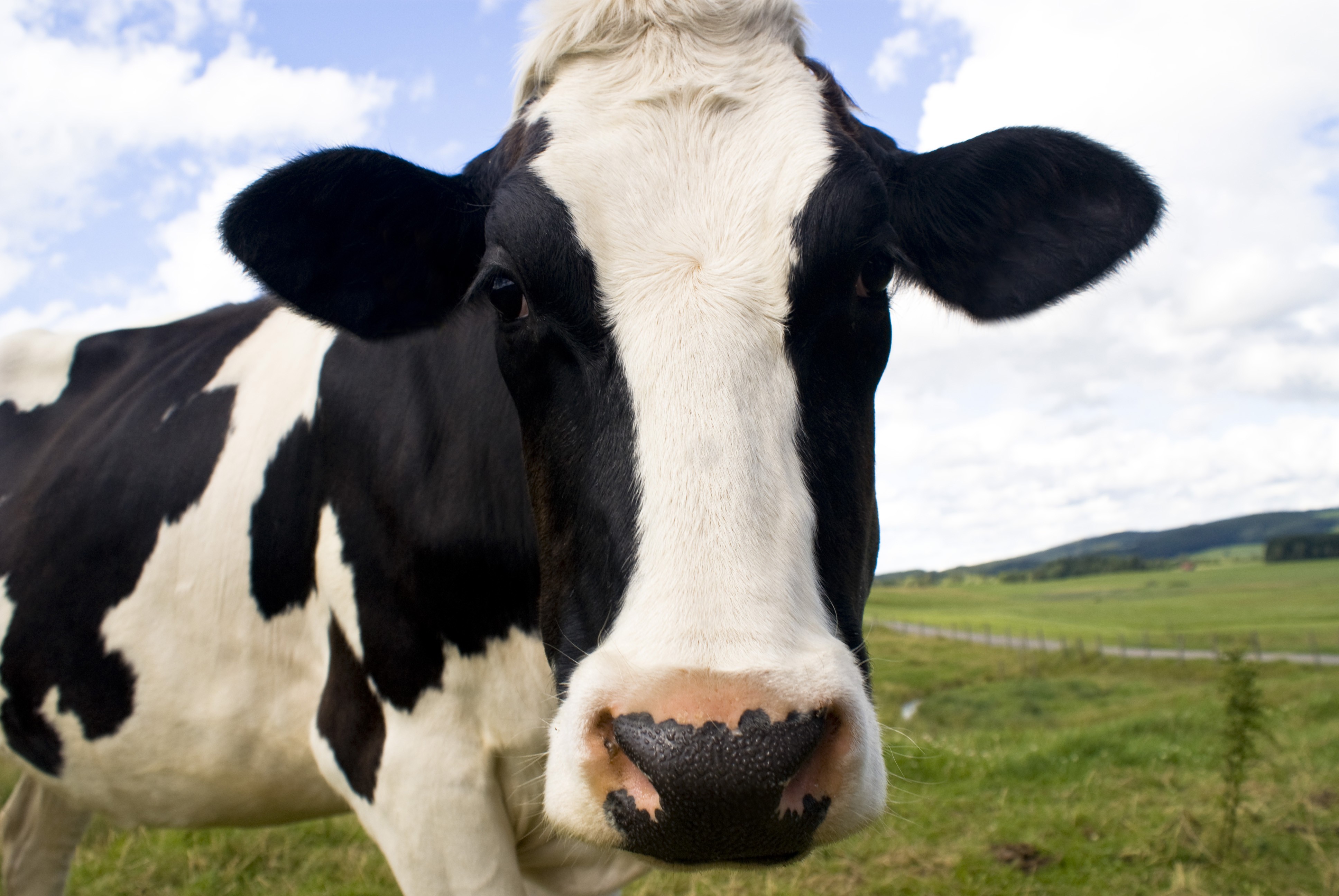 Cows Are Intelligent Friendly Animals Who Don T Want To Be Made