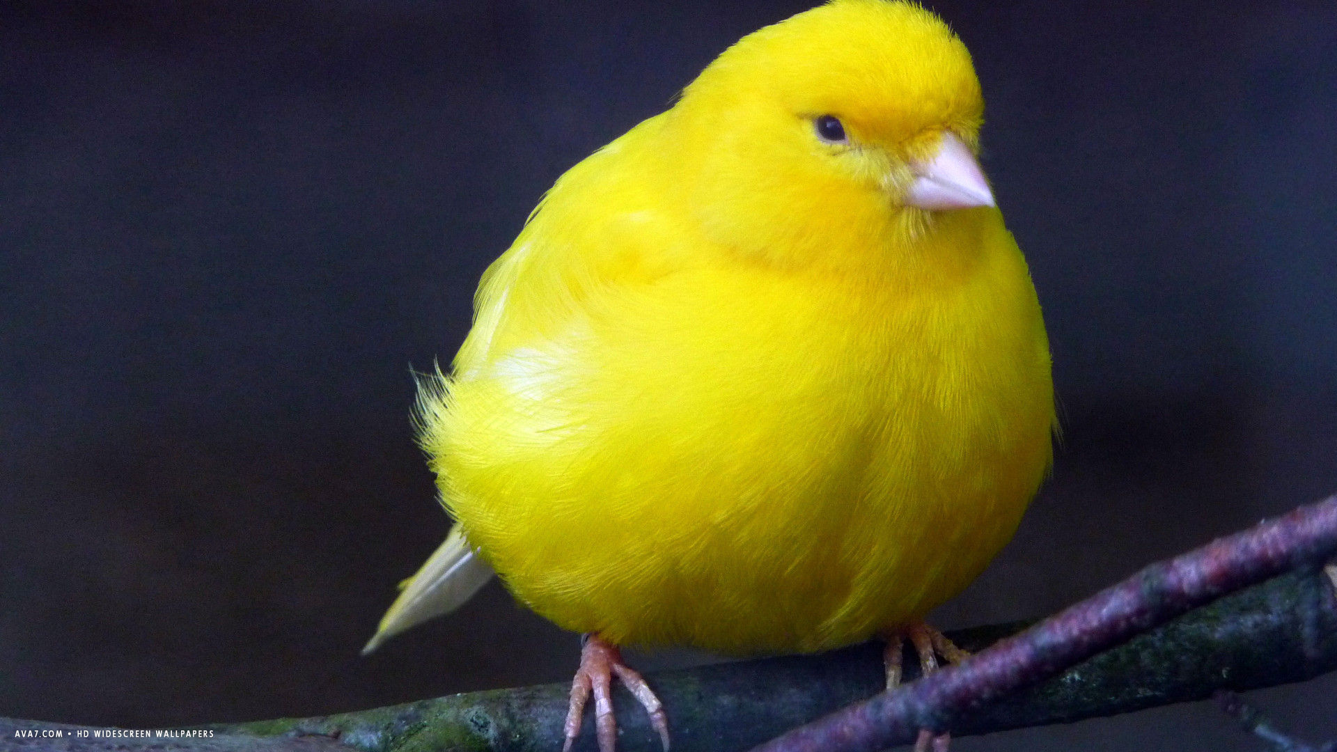 Canary Domestic Bird HD Widescreen Wallpaper Birds Background