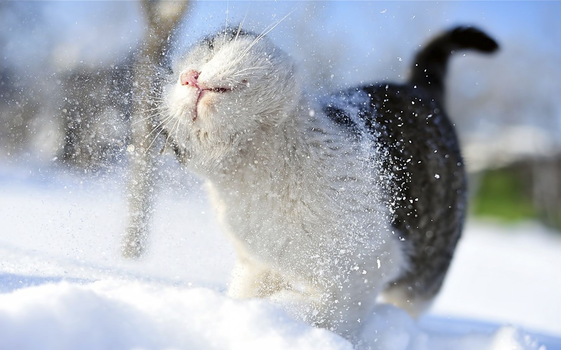 funny snow animals