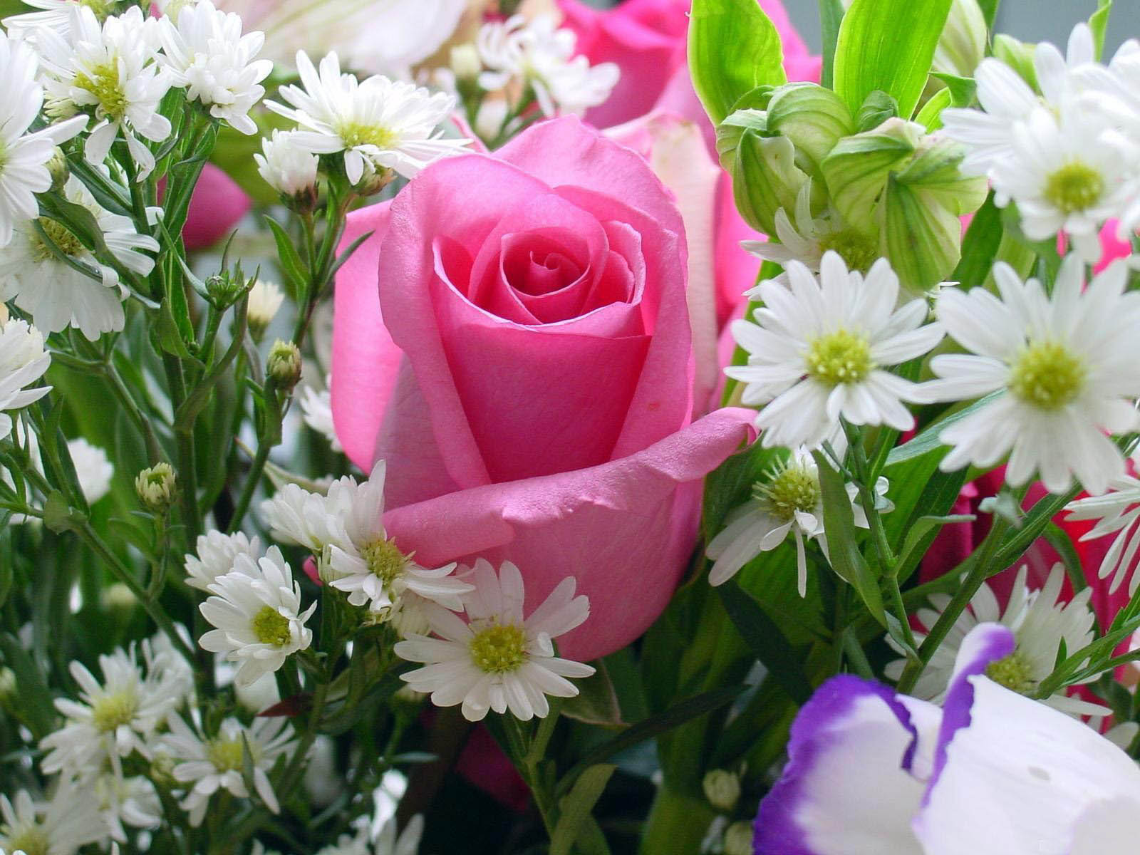 Close-up of a vibrant pink rose surrounded by delicate white daisies and lush green foliage, creating a beautiful floral arrangement
