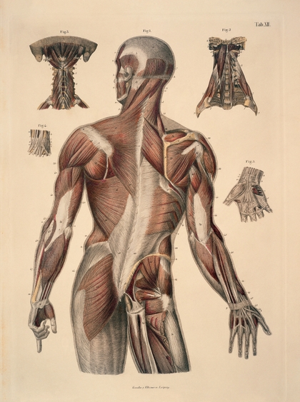 anatomy human 1425x1913 wallpaper Sciences anatomy HD Art HD Wallpaper