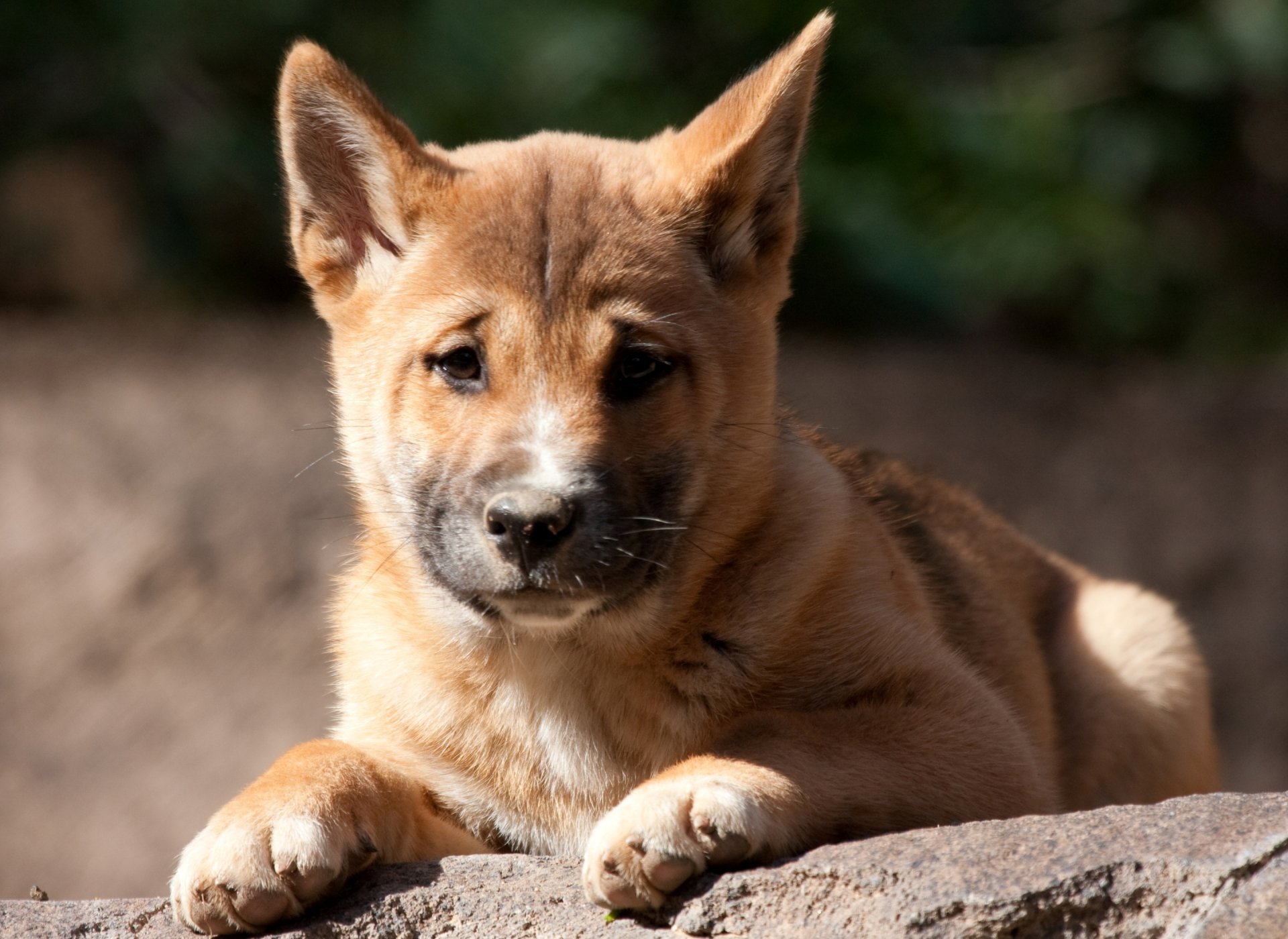 Wild Dog Dingo Puppy HD Wallpaper