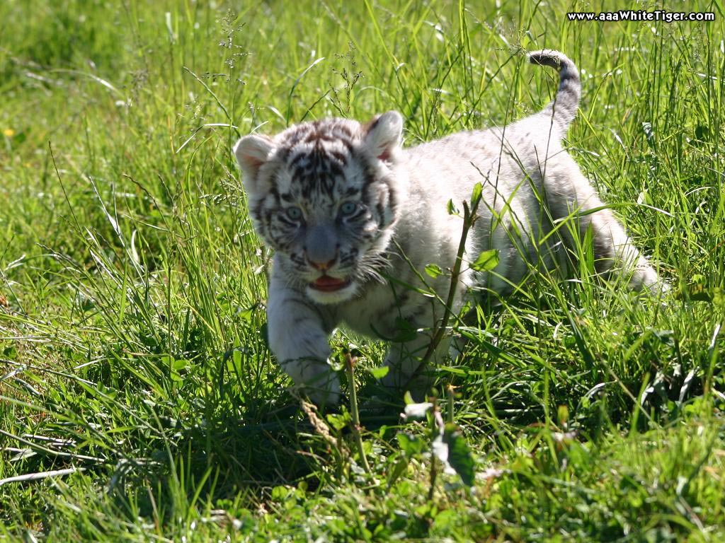 Little Baby Tiger In Grass Beautiful