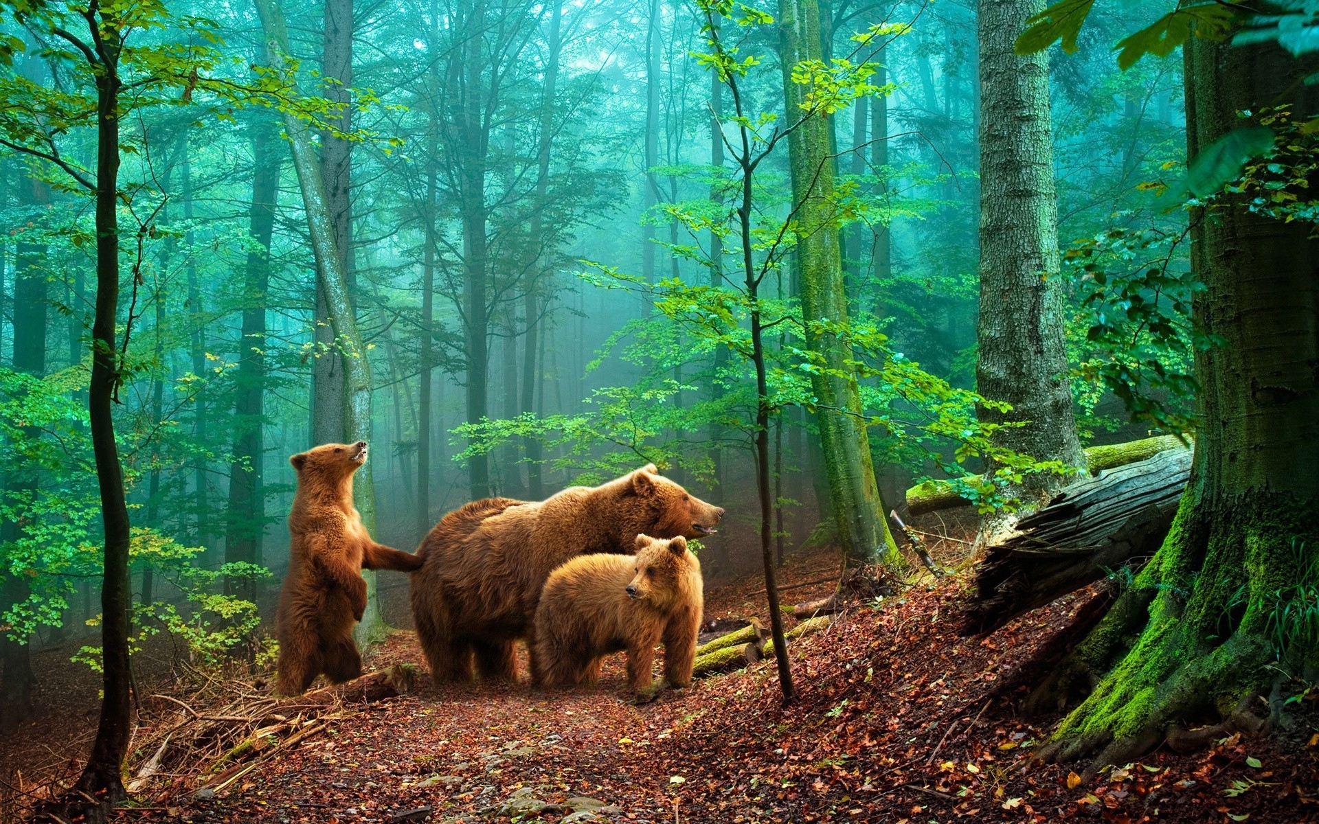 Grizzly Bears Widescreen Wallpaper