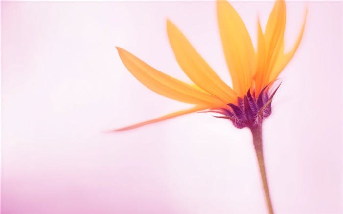 Windows Rtm HD Fond D Cran Aper U 10wallpaper