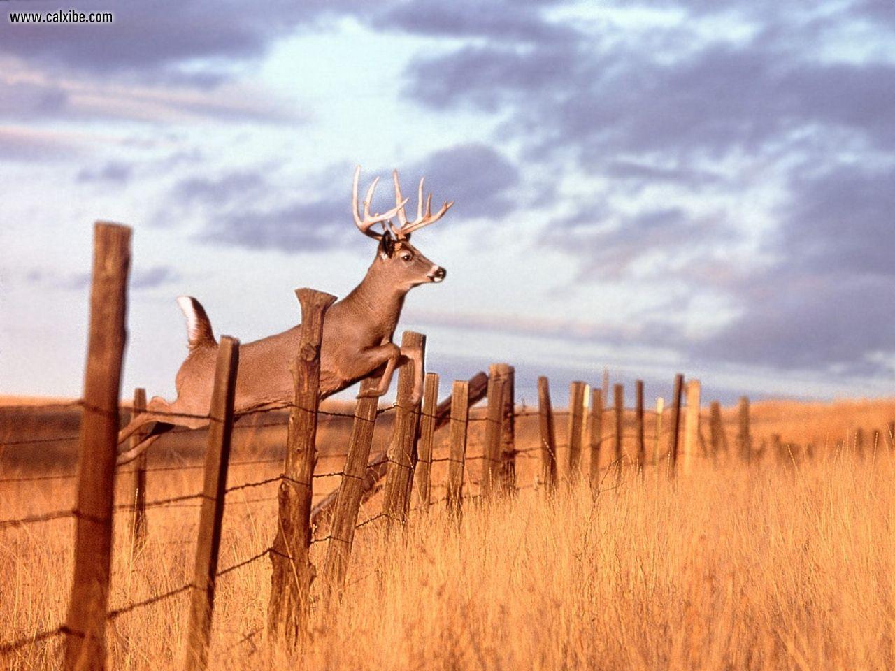 Deer Hunting Backgrounds