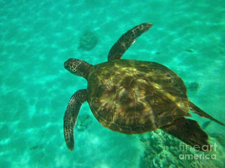 Rules Of The Jungle Green Sea Turtle Pictures To Print