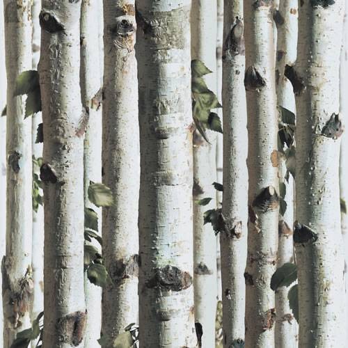  Silver Birch   J21517   Forest Tree Grey Wood Twig   Muriva Wallpaper