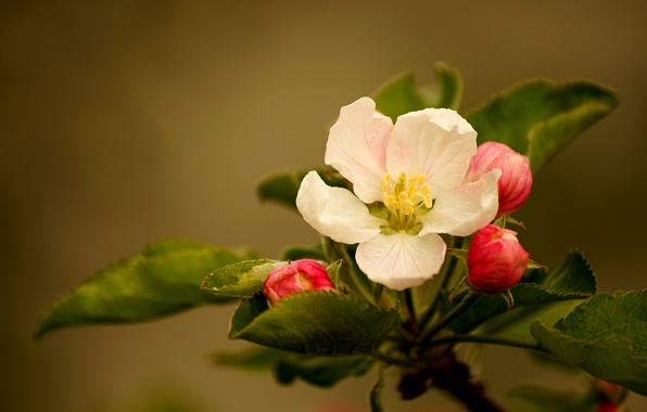 46 Apple Blossom Wallpaper Screensavers On Wallpapersafari