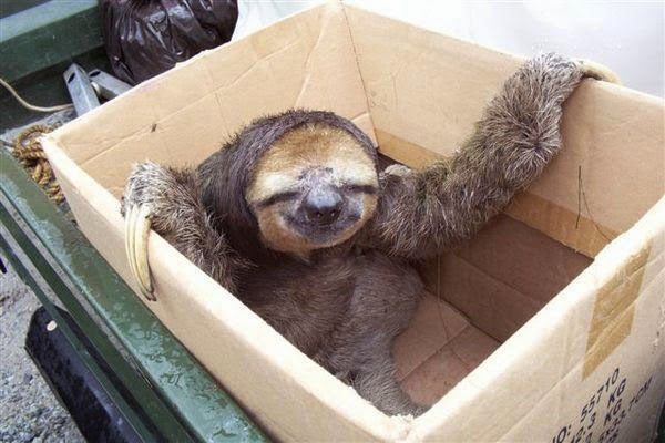 Cute Funny Animalz Sloth New Nice Image And Wallpaper