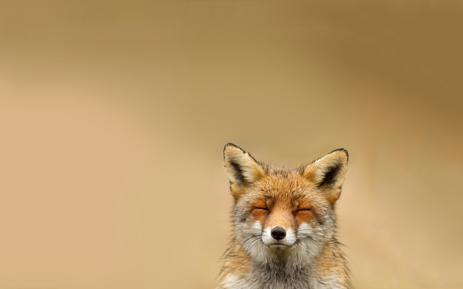 Funny Fox Smile HD Wallpaper