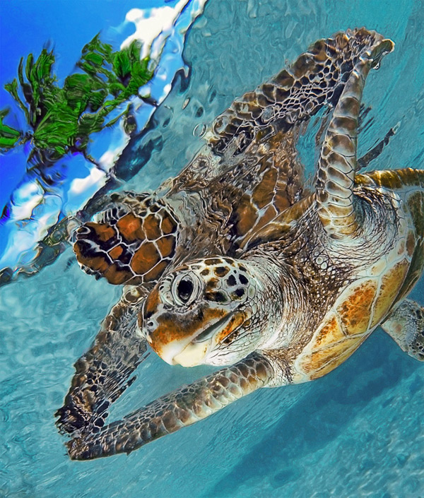 Turtle old mobile, cell phone, smartphone wallpapers hd, desktop backgrounds  240x320, images and pictures