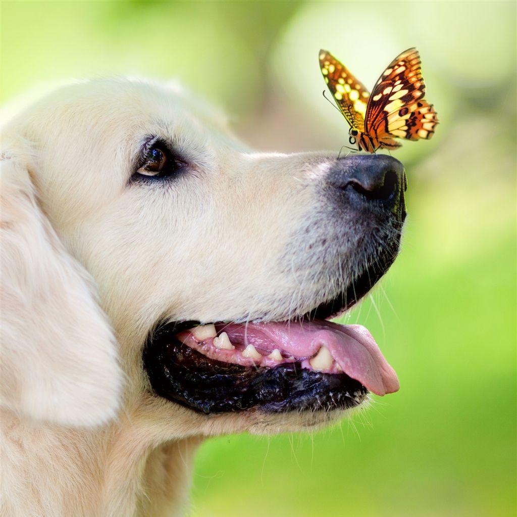 Dog Muzzle Butterfly Tongue Sticking Out Spring Summer Retina