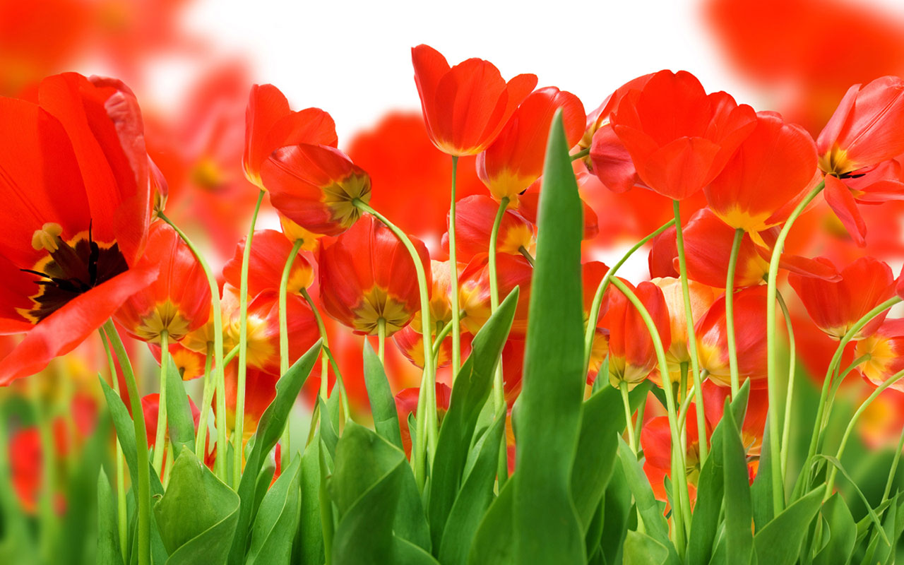 Large size tulip wallpaper 8 Flower Wallpapers   Free download