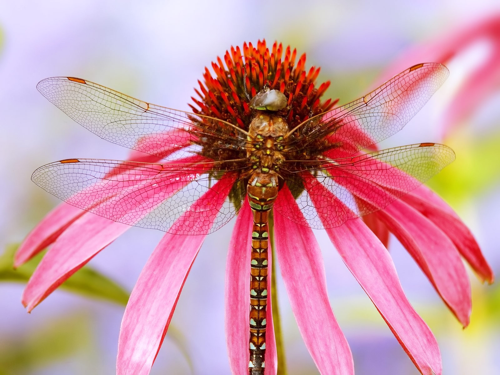 Wallpaper Gallery Nature Migrant Hawker Dragonfly
