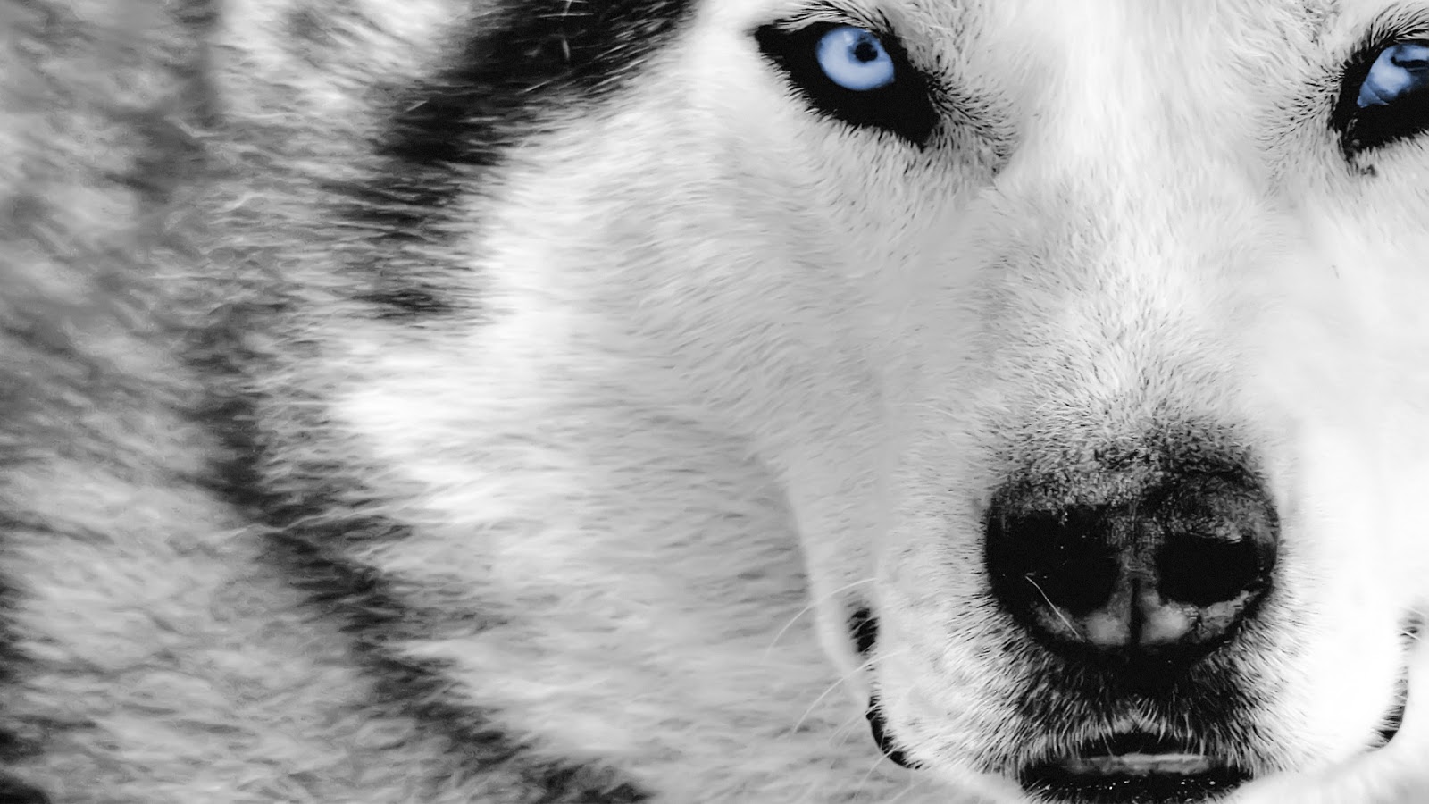 Wolf 1080p HD Wallpaper
