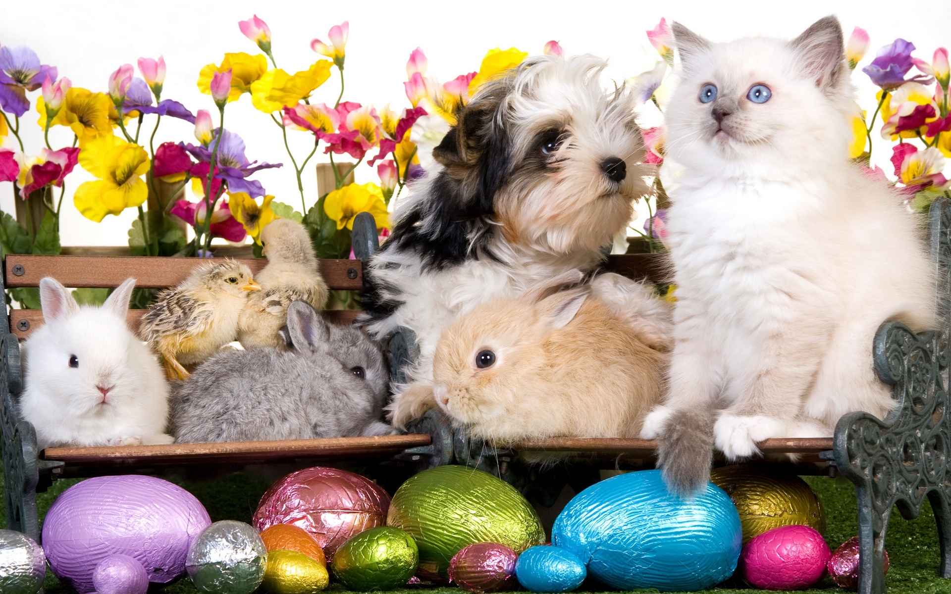 Easter Cat Wallpaper HD Image