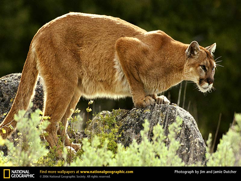 Mountain Lion Picture Desktop Wallpaper