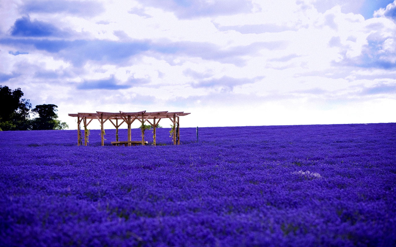 Lavender Fields Wallpaper The lavender field of provence france