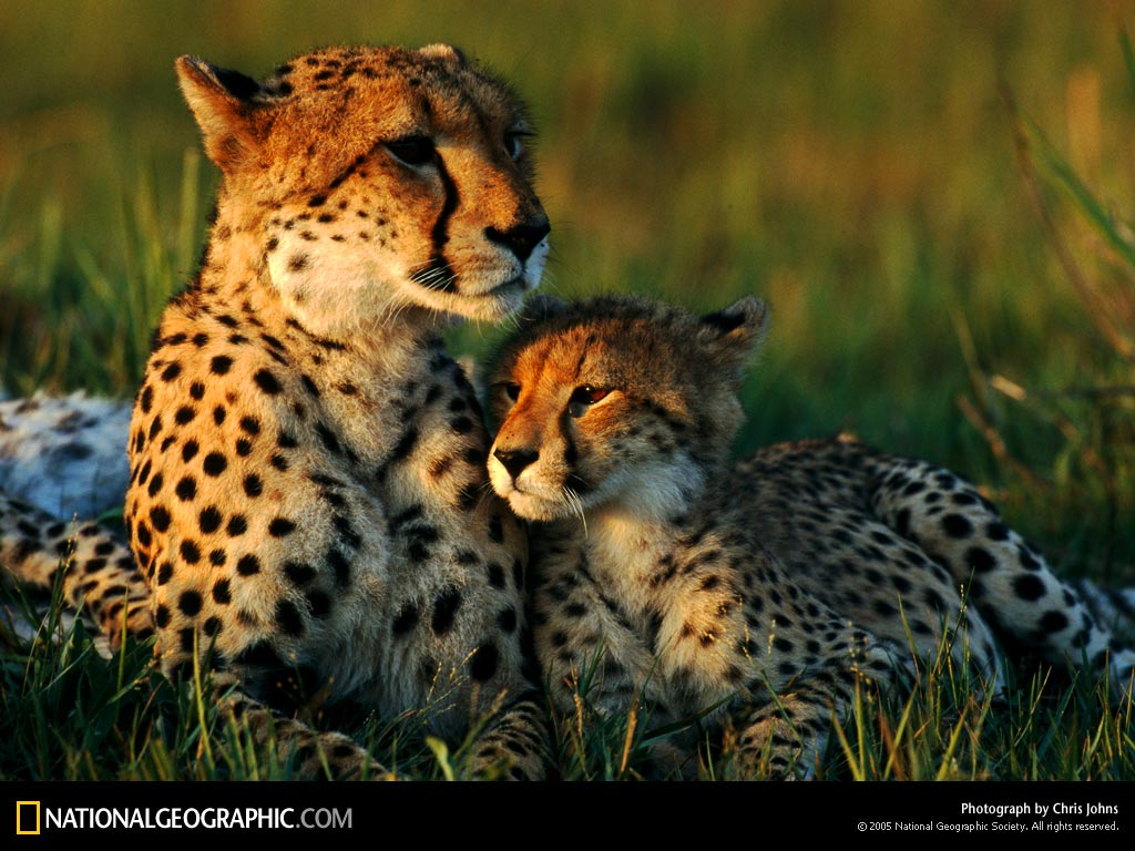 Cheetah Family Picture Desktop Wallpaper
