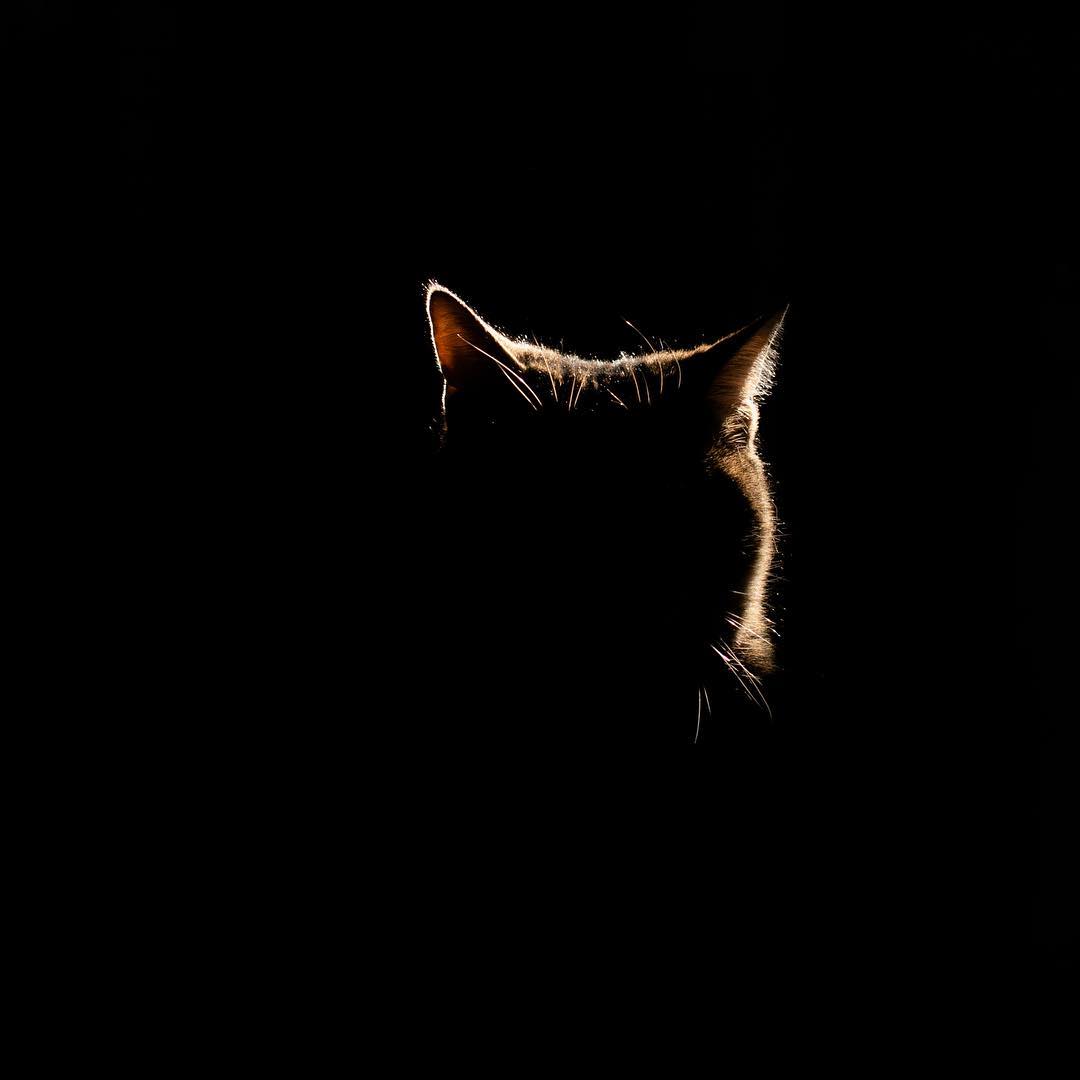 A Striking Photo Series Of Beautiful Adoptable Black Cats Posing