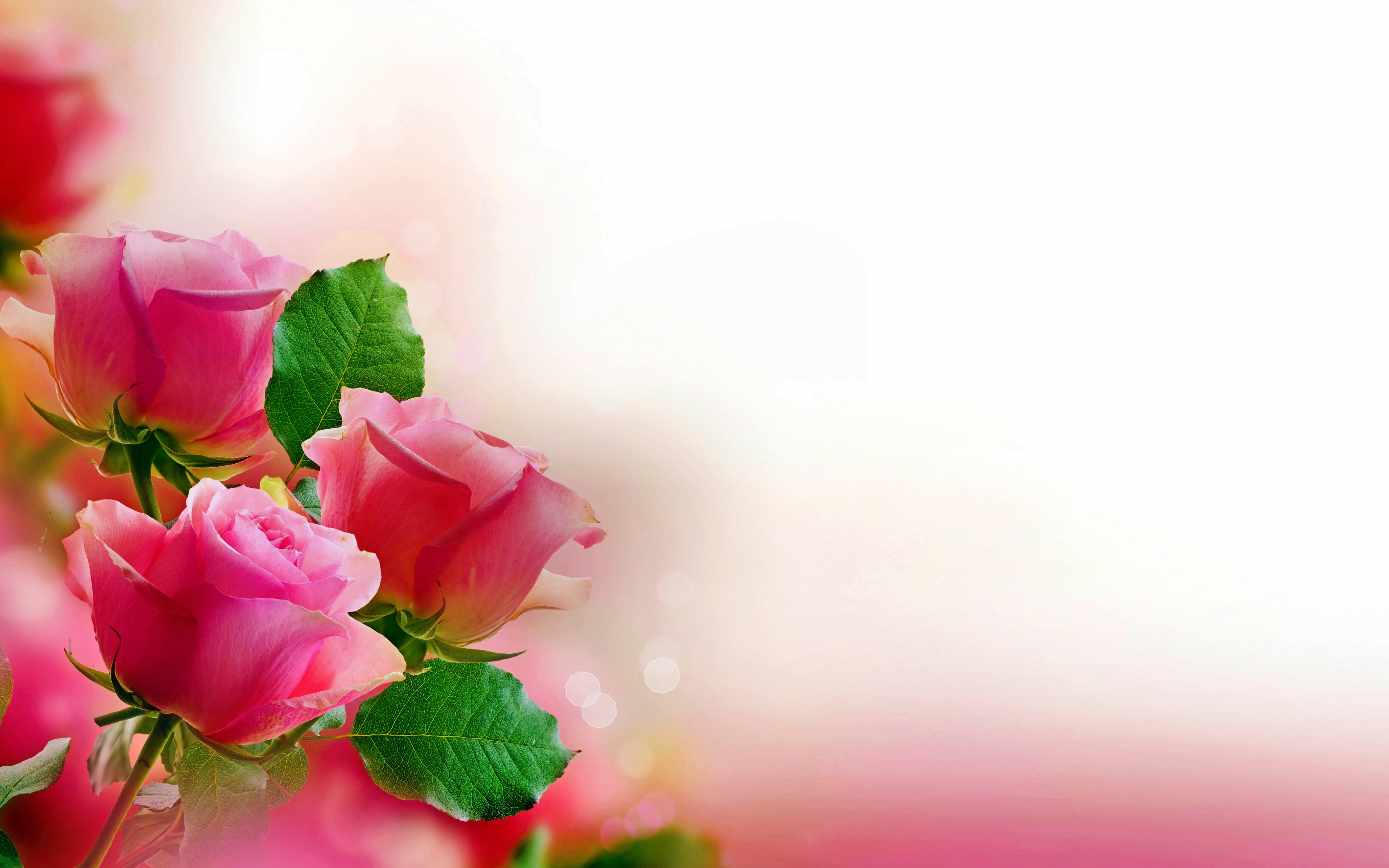 95 Pink Rose HD Wallpapers Backgrounds 5616x3510