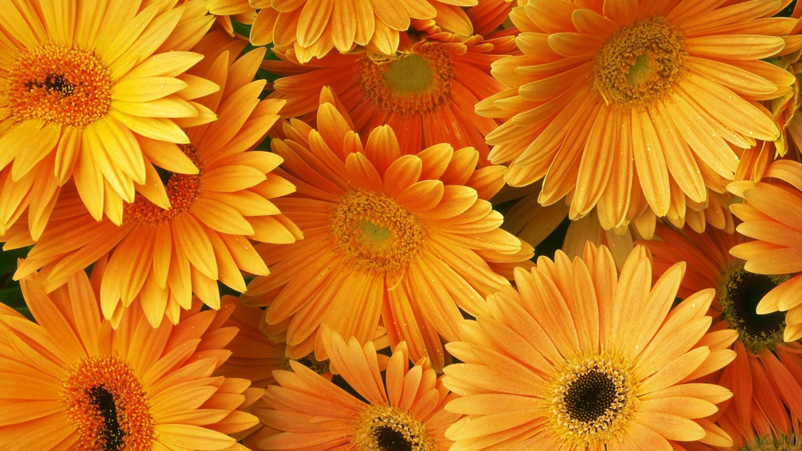 Orange Color Flower HD Wallpaper
