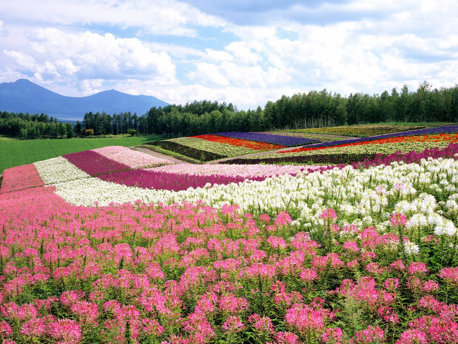Beautiful Garden Flowers Wallpaper